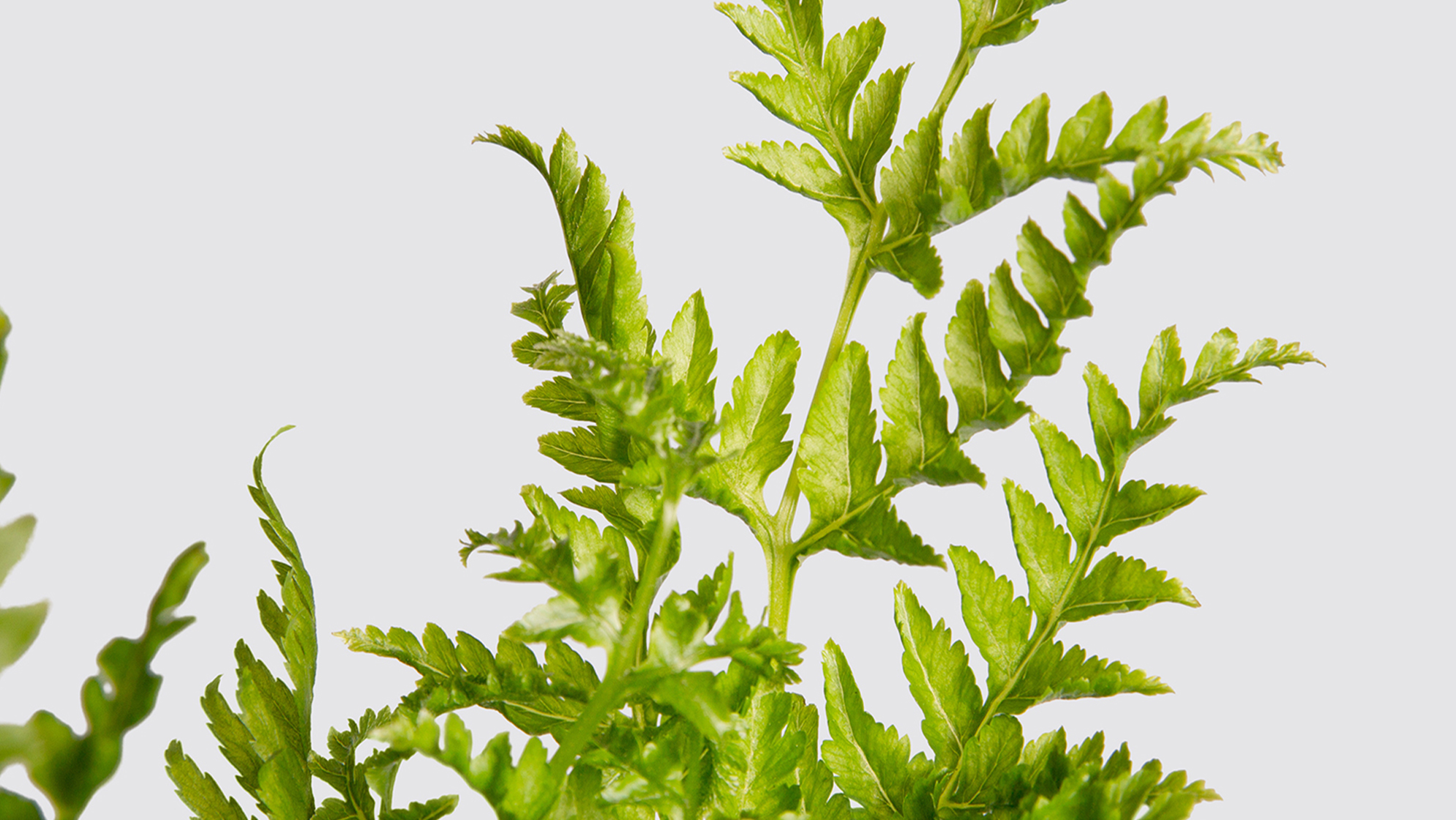 Complete guide to silver lace fern care Patch Plants